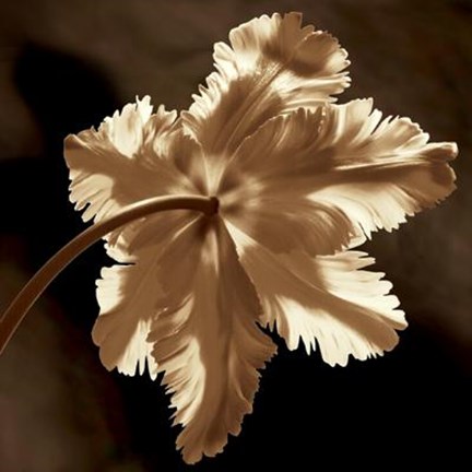Framed Parrot Tulip II Print