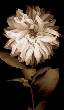 Framed Dahlia I Print