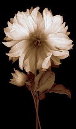 Framed Dahlia II Print