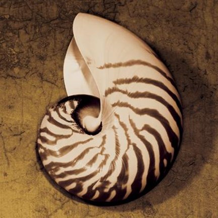 Framed Nautilus Print