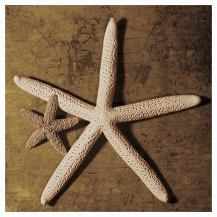 Framed Starfish Print