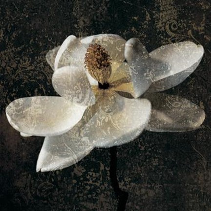 Framed Magnolia II Print