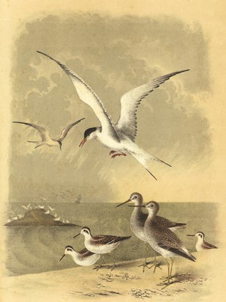 Framed Coastal Dwellers I Print