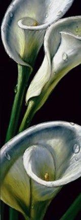 Framed Dewdrop Callas Print