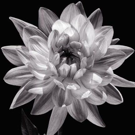 Framed White Dahlia I Print