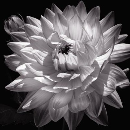 Framed White Dahlia II Print