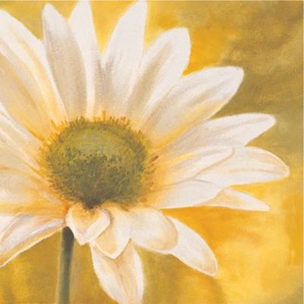Framed Marguerites Dans Le Soleil III Print
