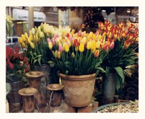 Framed Tulips, Paris Print