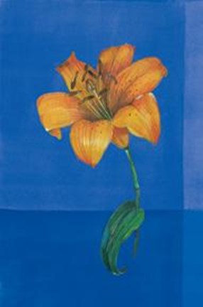 Framed Flower On Blue Print