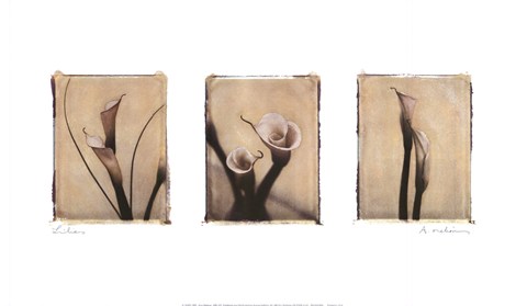 Framed Lilies Print