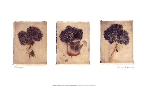 Framed Hydrangeas Print