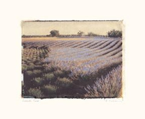 Framed Lavender Field Print