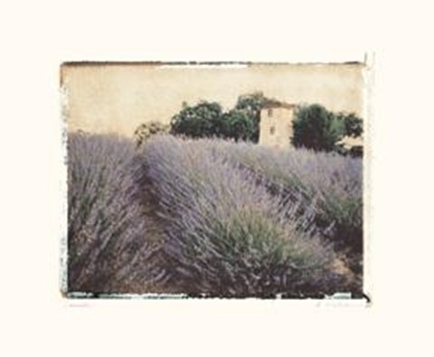 Framed Lavender Print