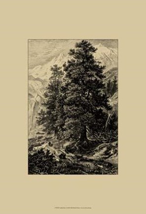 Framed Arolla Pine Print