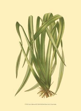 Framed Terra Collection III Print