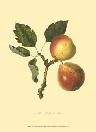 Framed Longland Pear Print