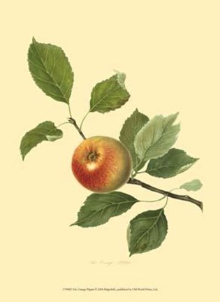 Framed Orange Pippin Print
