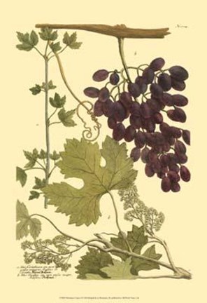 Framed Grapes I Print