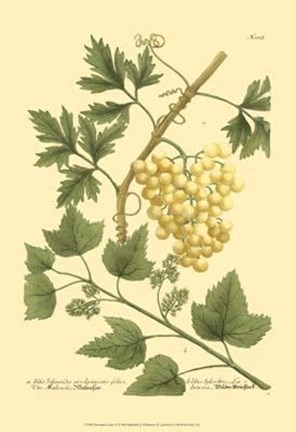 Framed Grapes II Print