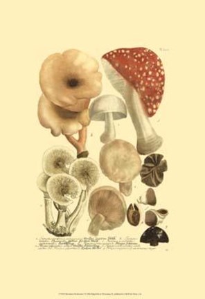Framed Mushrooms I Print