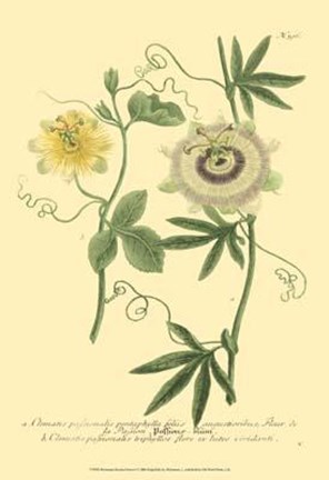 Framed Passion Flower I Print