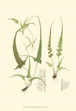 Framed Spring Ferns II Print