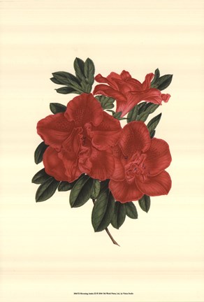Framed Blooming Azalea III Print