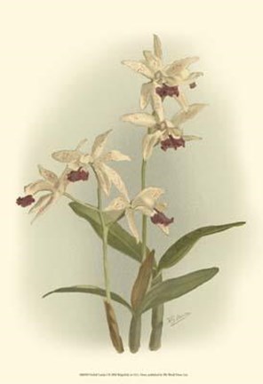 Framed Orchid Garden I Print