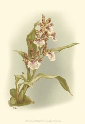 Framed Orchid Garden IV Print