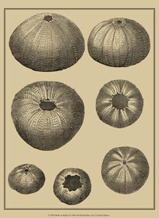 Framed Shells On Khaki I Print