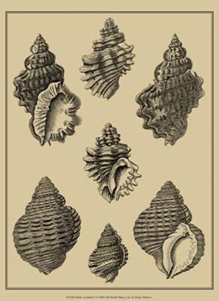 Framed Shells On Khaki V Print