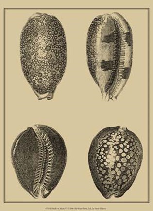 Framed Shells On Khaki VI Print