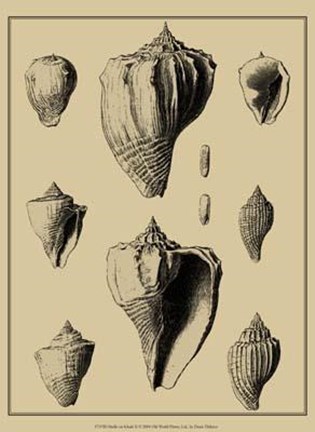 Framed Shells On Khaki X Print