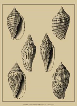 Framed Shells On Khaki XII Print