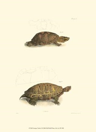 Framed Antique Turtles I Print