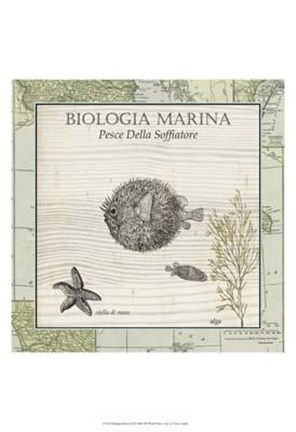 Framed Biologia Marina II Print