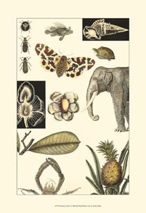 Framed Nature's Curio I Print