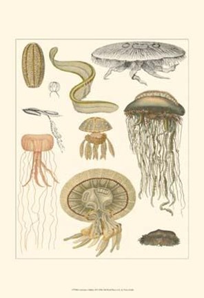 Framed Underwater Oddities II Print