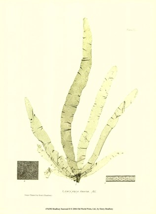 Framed Seaweed II Print