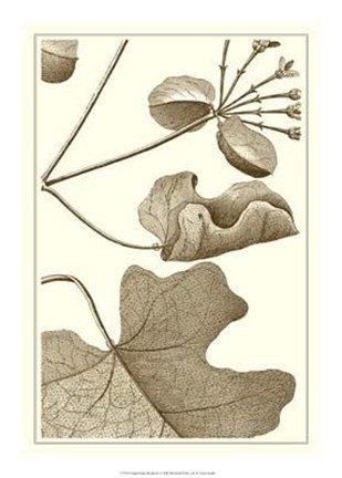 Framed Cropped Sepia Botanical I Print