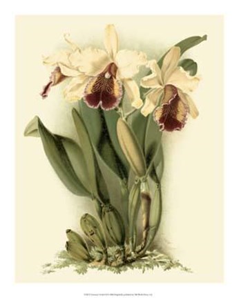 Framed Dramatic Orchid II Print