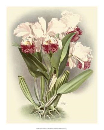 Framed Dramatic Orchid IV Print