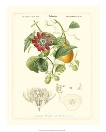 Framed Lush Tropical II Print