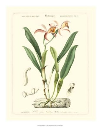 Framed Lush Tropical VI Print