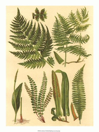 Framed Fern Collection I Print
