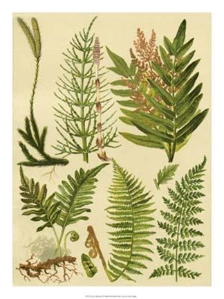 Framed Fern Collection II Print