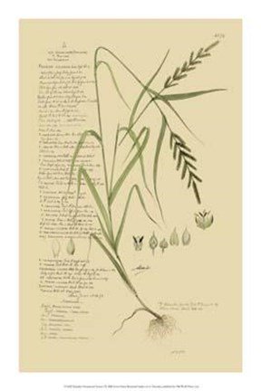 Framed Descubes Ornamental Grasses I Print