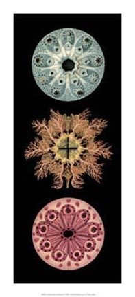 Framed Kaleidoscope Anemone I Print