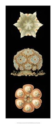 Framed Kaleidoscope Anemone III Print