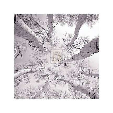 Framed Silver Birch Print